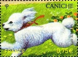 Poodle (Canis lupus familiaris)