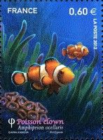 Clown Anemonefish (Amphiprion ocellaris)