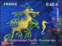 Leafy Seadragon (Phycodurus eques)