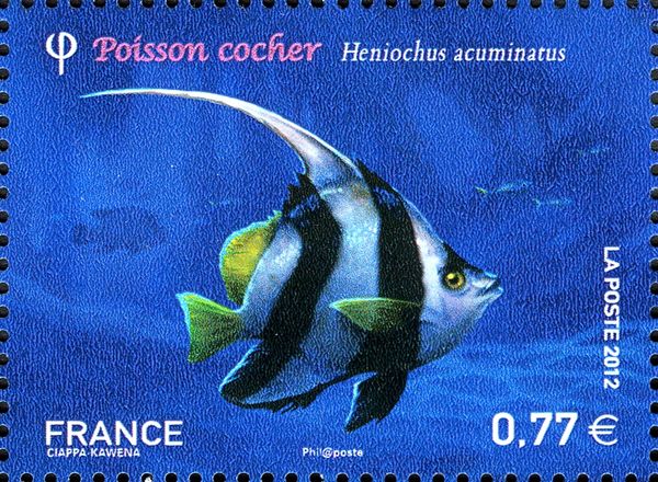 Pennant Coralfish (Heniochus acuminatus)