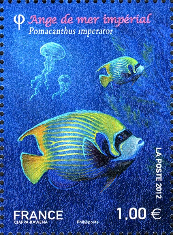 Emperor Angelfish (Pomacanthus imperator)