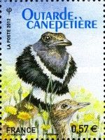 Little Bustard (Tetrax tetrax) 