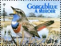 Bluethroat (Luscinia svecica)