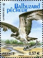 Osprey (Pandion haliaetus)