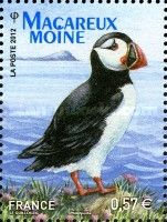 Atlantic Puffin (Fratercula arctica)