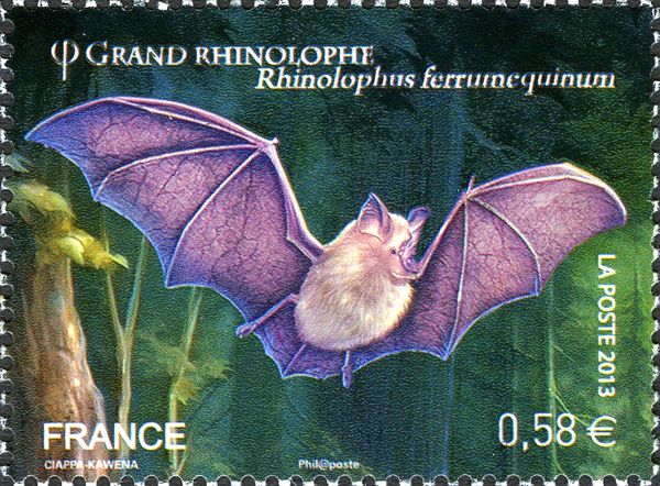 Greater Horseshoe Bat (Rhinolophus ferrumequinum)
