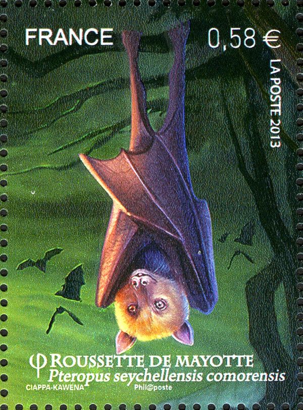 Seychelles Flying Fox (Pteropus seychellensis comorensis)