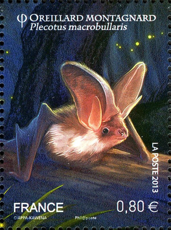 Alpine Long-eared Bat (Plecotus macrobullaris)