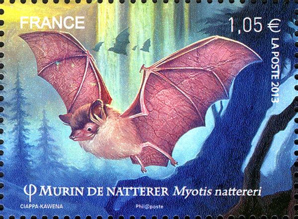 Natterer's Myotis (Myotis nattereri)