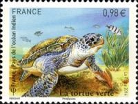 Green Sea Turtle (Chelonia mydas)