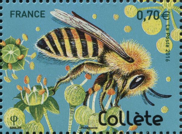 Cellophane Bee (Colletes sp.) 