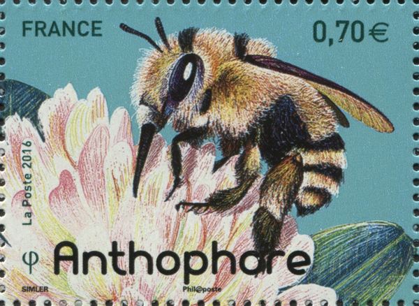 Digger Bee (Anthophora sp.)