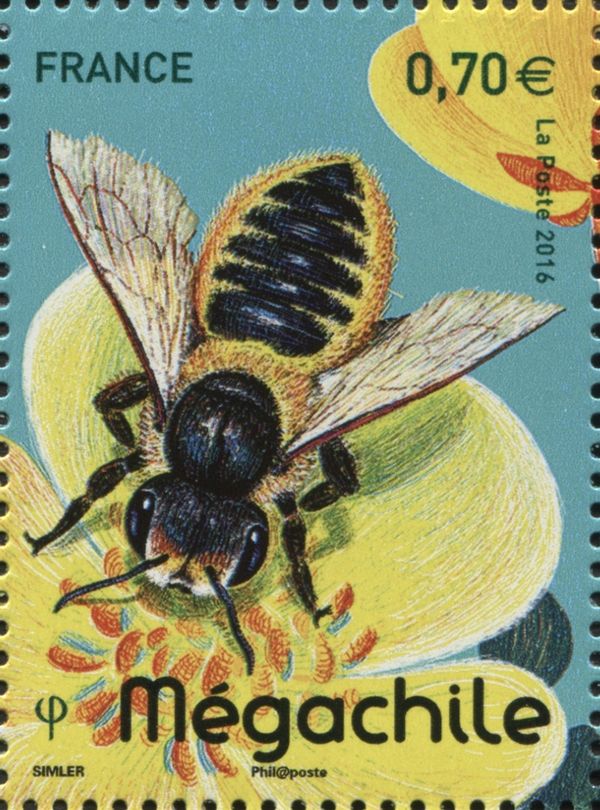 Leaf-cutter Bee (Megachile sp.)