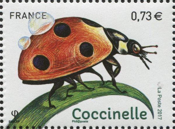 Ladybug (Coccinella sp.)