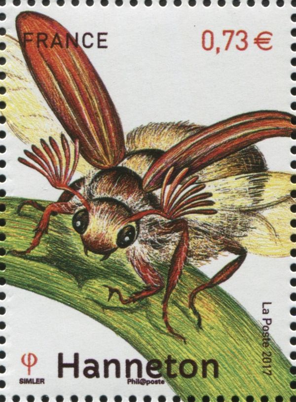 Melolontha (Hanneton)