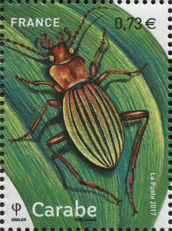 Carabidae (Carabe)