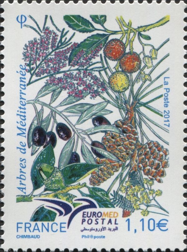 Mediterranean Trees