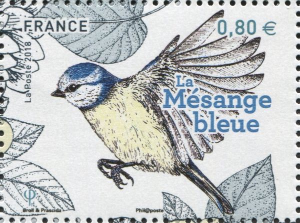 Birds of the Garden : Blue Tit