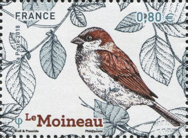 Moineau