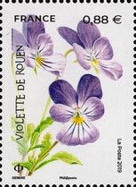 Rouen Violet (Viola hispida)