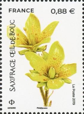 Marsh Saxifrage (Saxifraga hirculus)