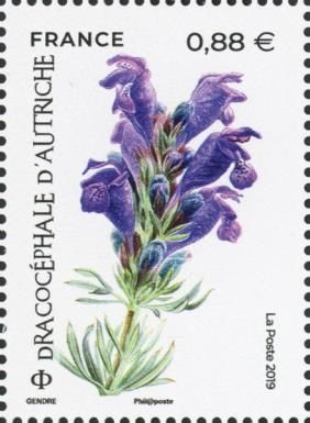 Austrian Dracobifulis (Dracocephalum austriacum)