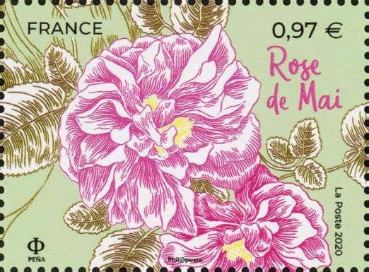 Provence Rose (Rosa × centifolia)