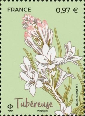 Tuberose (Agave amica)
