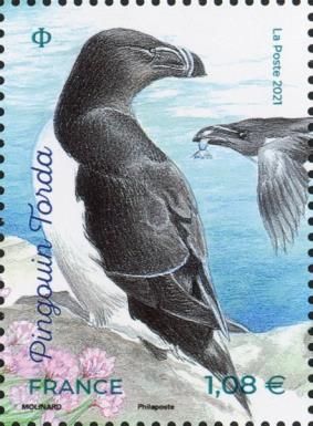 Razorbill (Alca torda)