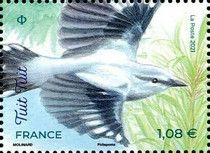 Réunion cuckooshrike (Lalage newtoni)
