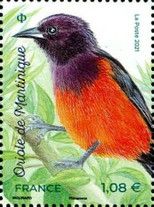Martinique oriole (Icterus bonana)
