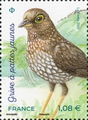 Yellow-Legged Thrush (Turdus flavipes)