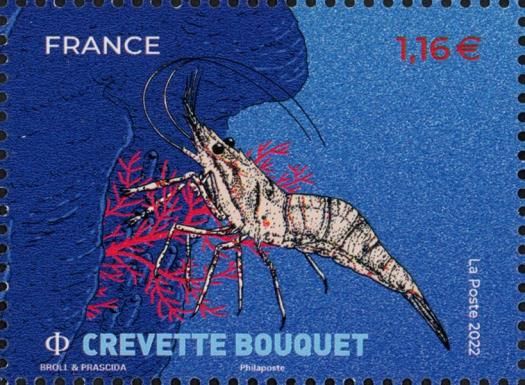 Common Prawn (Palaemon serratus)