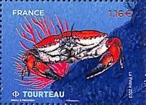 Brown Crab (Cancer pagurus)