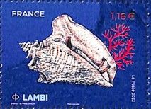 Queen Conch (Lobatus gigas)