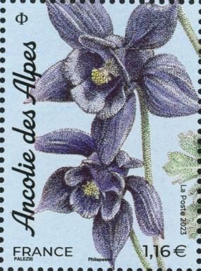 Alpine Columbine (Aquilegia alpina)