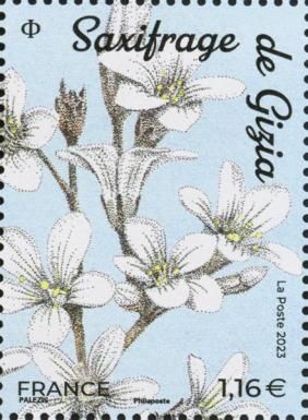 Saxifraga giziana
