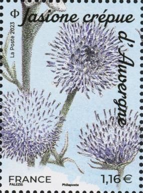Jasione crispa