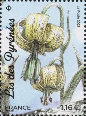 Lilium pyrenaicum