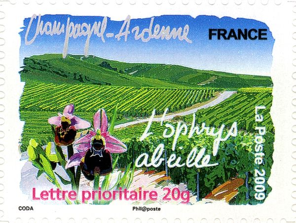 Champagne Ardenne : Ophrys apifera