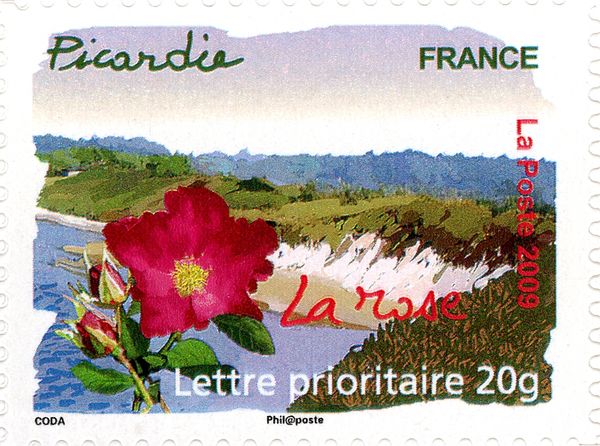 Picardy - Rose