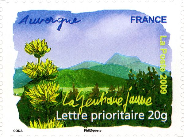 Auvergne - Yellow Gentian