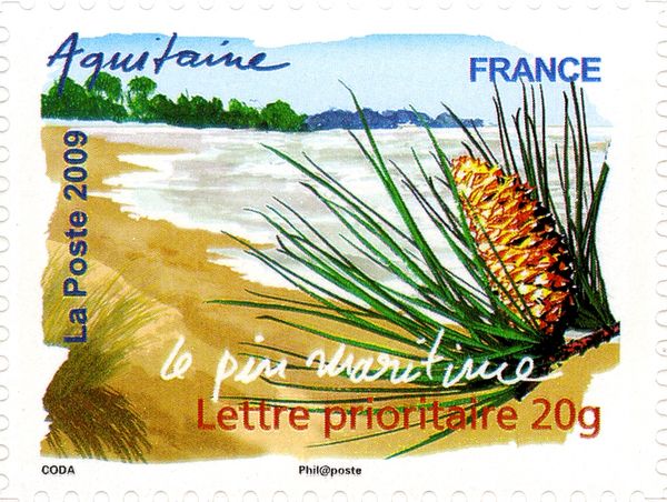 Aquitaine - Cluster Pine