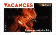 Rooster's Head (Gallus gallus domesticus)
