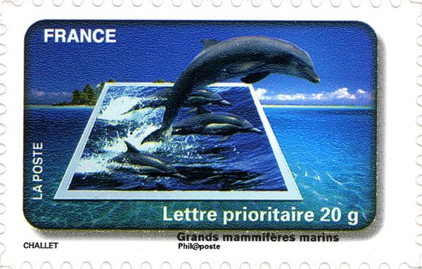 Dolphin (large marine mammals)