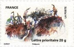West European Hedgehog (Erinaceus europaeus)