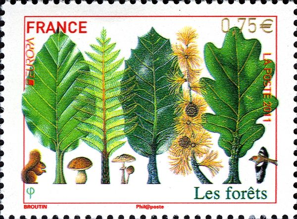 Forests