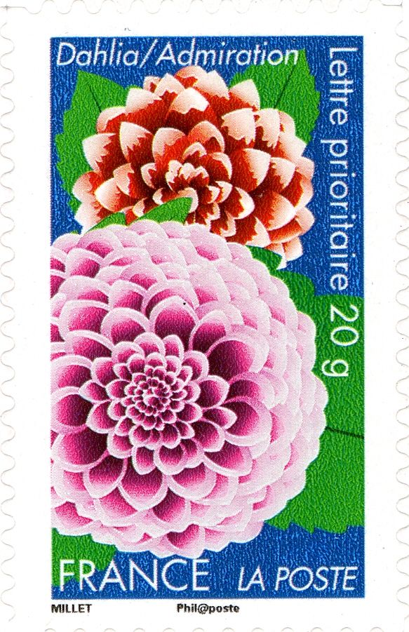 Dahlia = Admiration