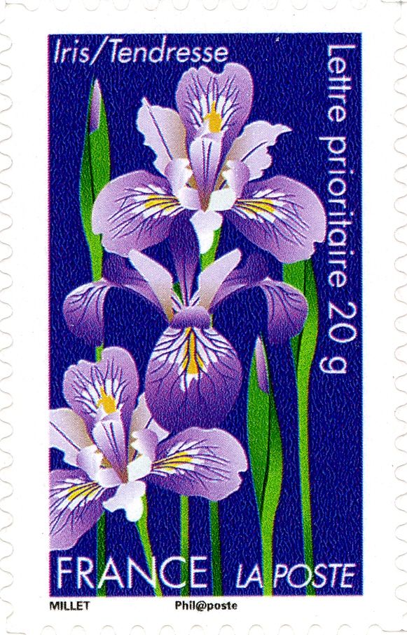 Iris = Tendresse