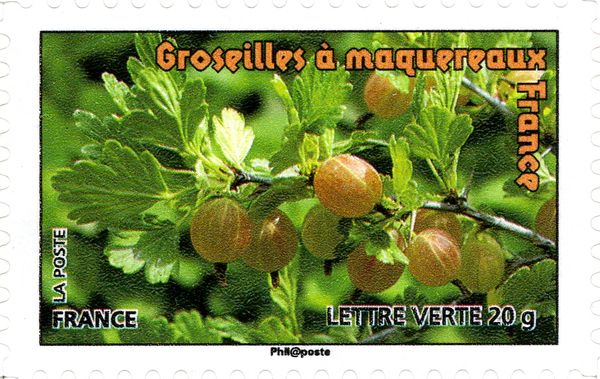 Gooseberry - France